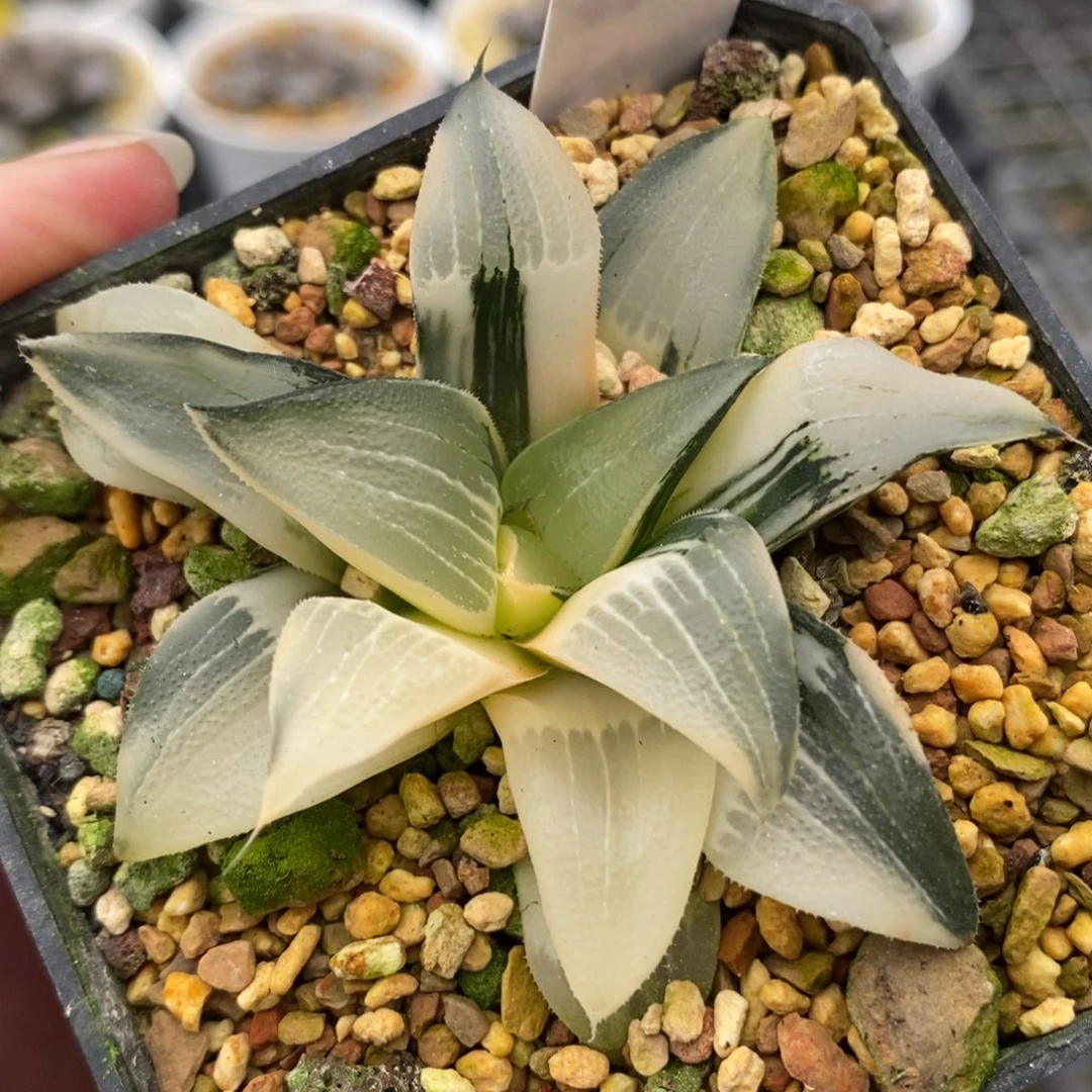 522裹实生克锦一物一拍