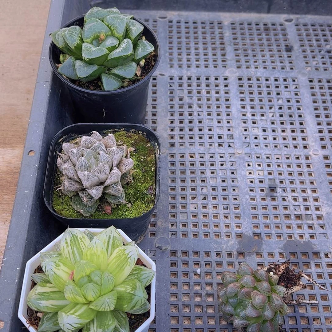 多肉405多肉植物