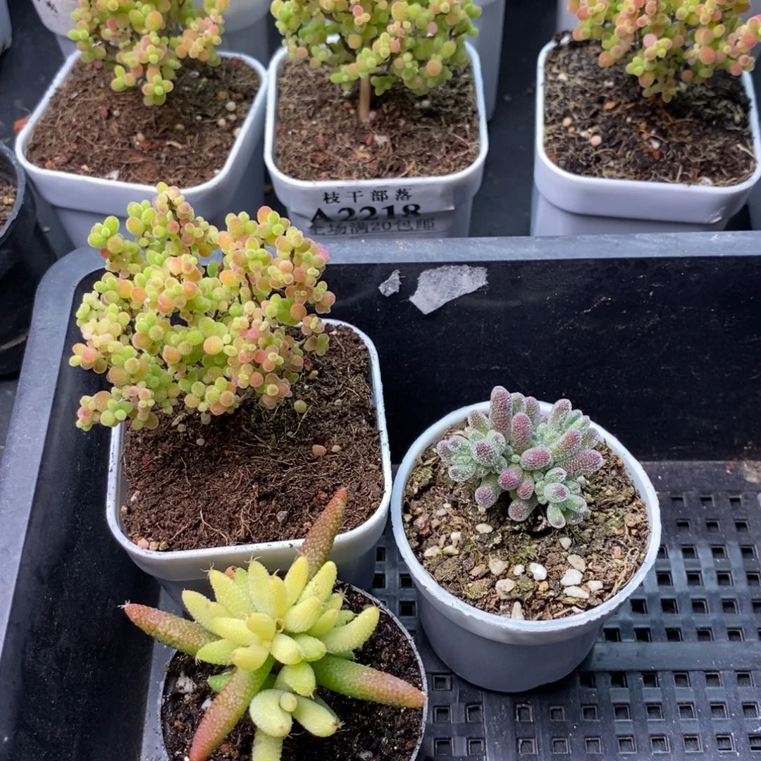 时***幻2234玉米锦+冰晶+蜜橘糖球