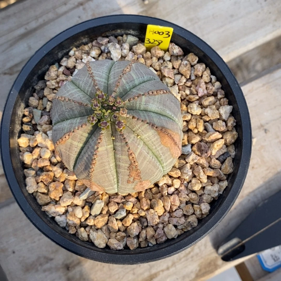 16 欧系实生布纹球多肉植物