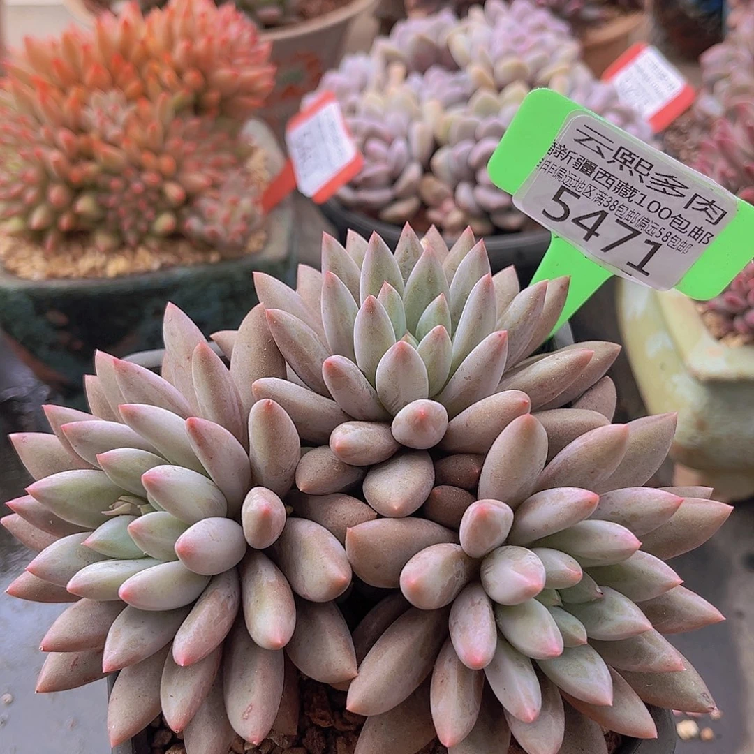 5471红蜻蜓多肉植物