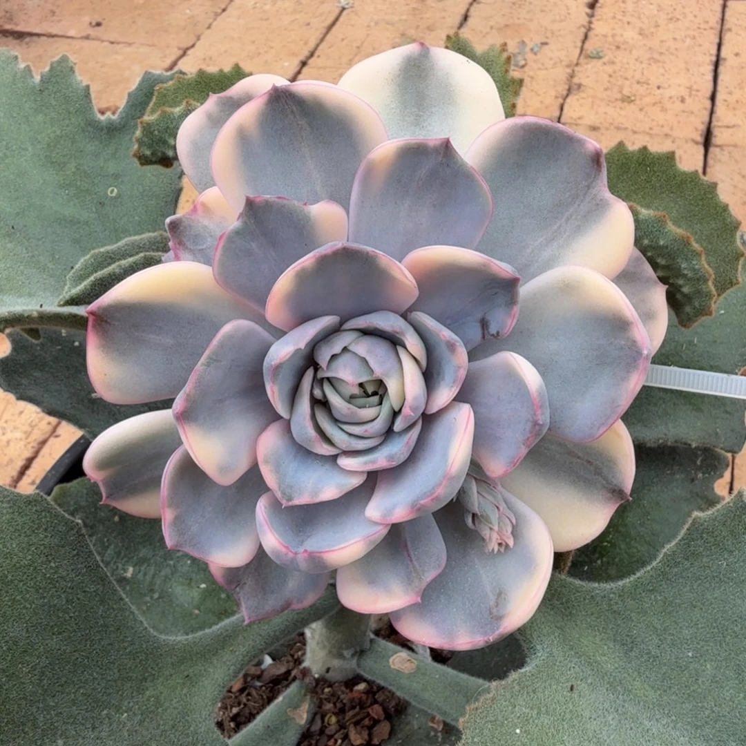 粉色斯特拉锦锦上园艺一物一拍