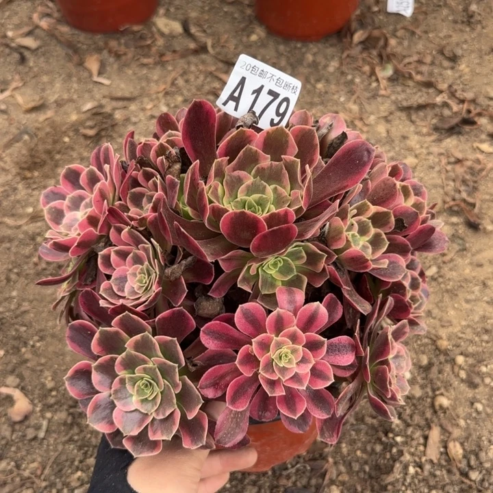 凤冠……多肉植物……