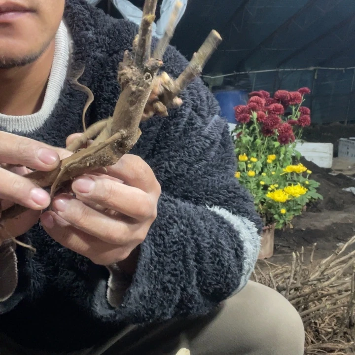 完全开放初心………..