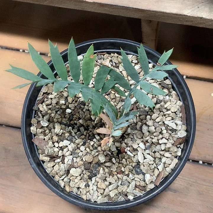 蓝棘铁888888888888