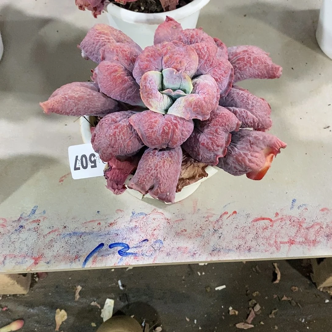 〇***〇507男爵多肉植物