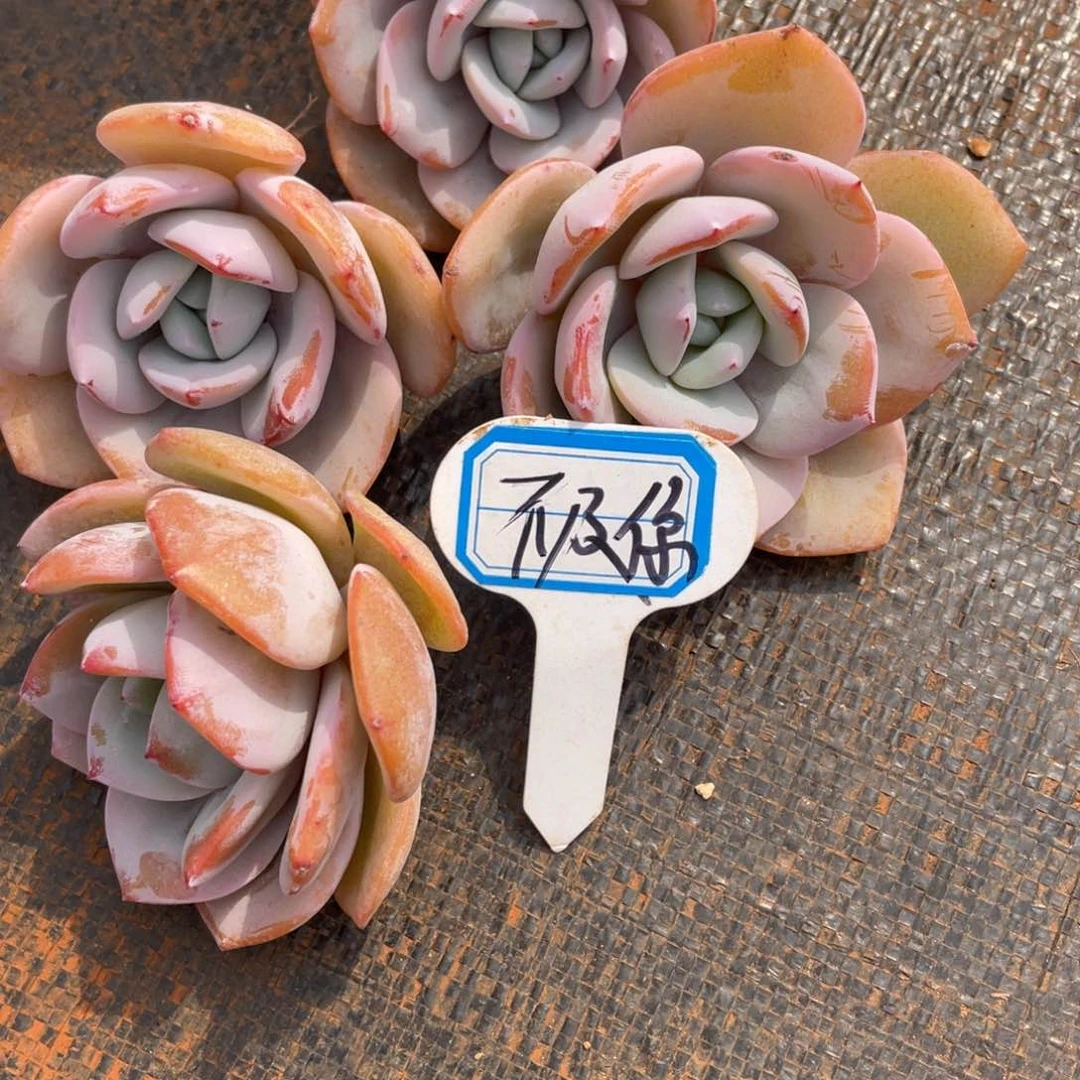 不**~姐姐真的要笑疯