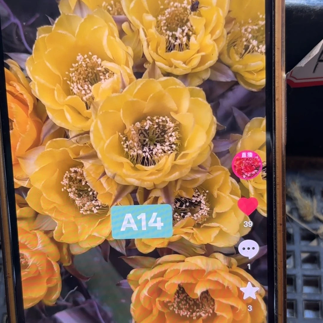 A14彩侧牙20包邮38