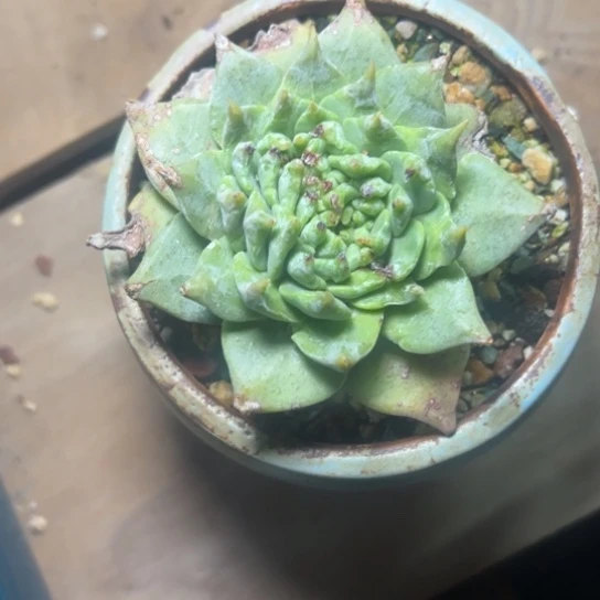 瘦**肉谢谢哥～一物一拍7660