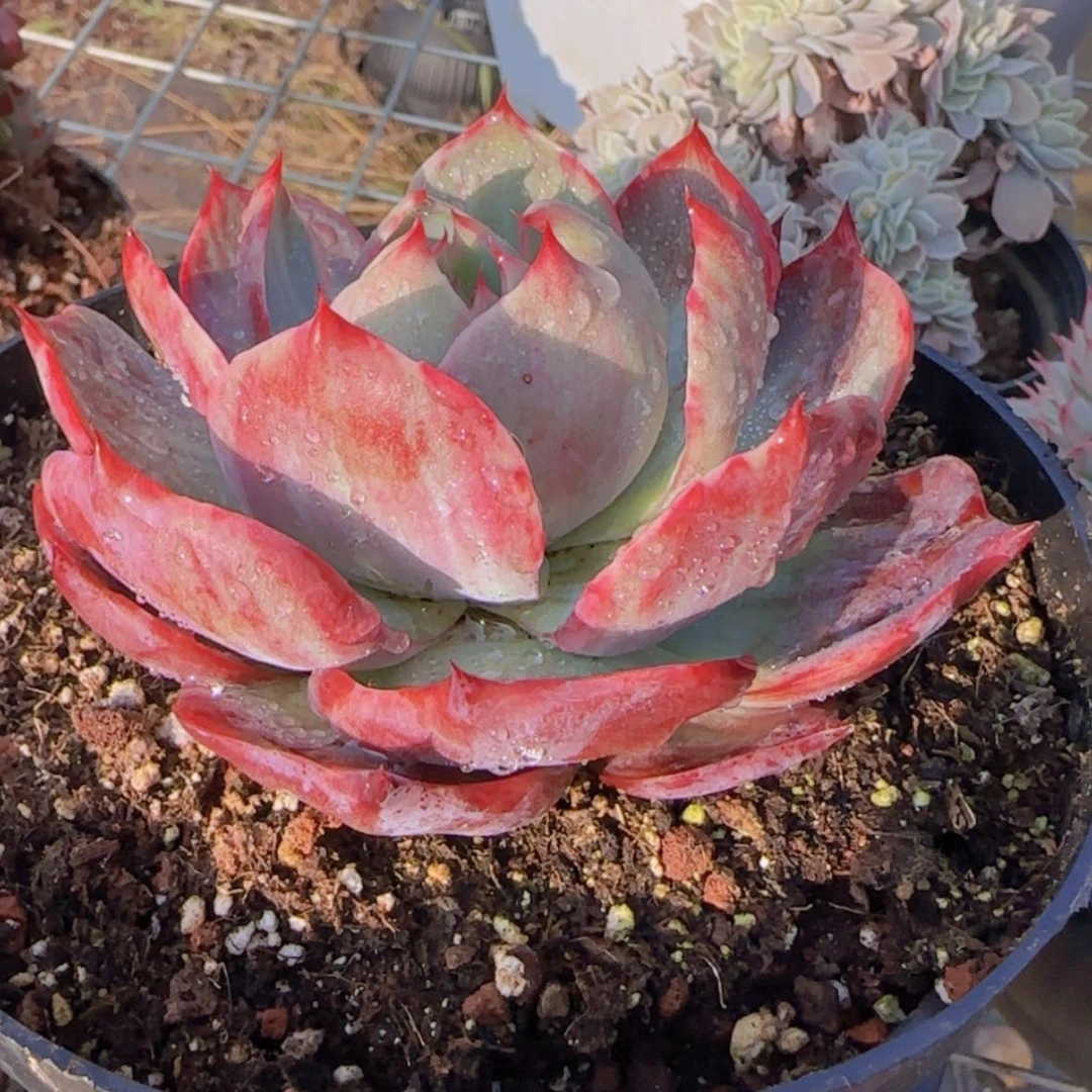 【闪购商品】小宽叶惊鸿