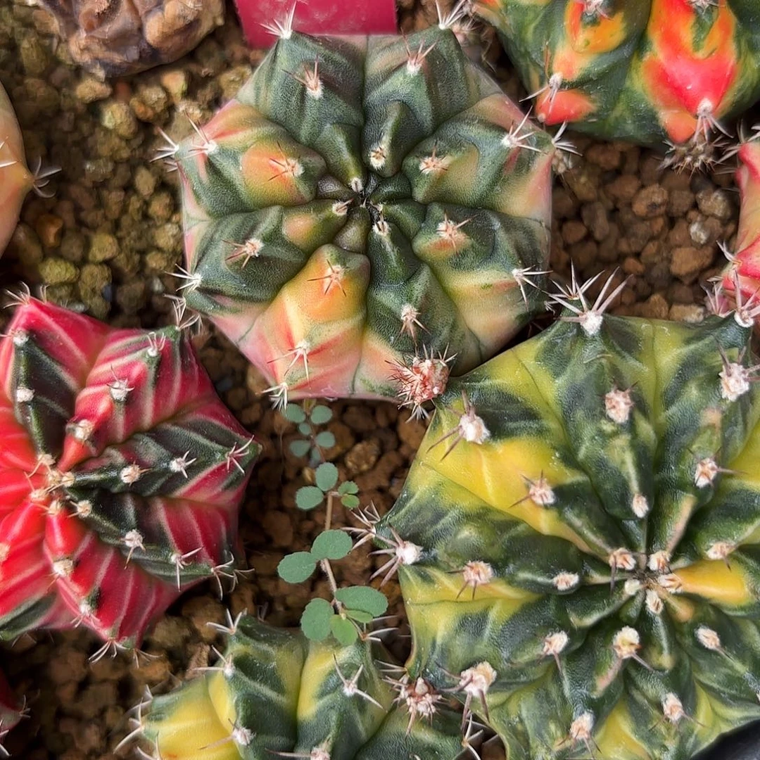 162-1023泰国发货多肉