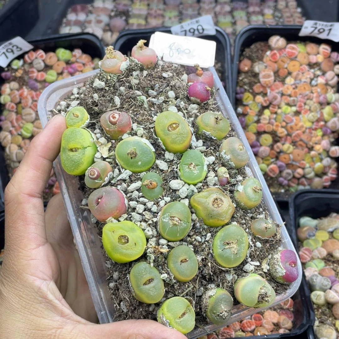 红陶00000000000800