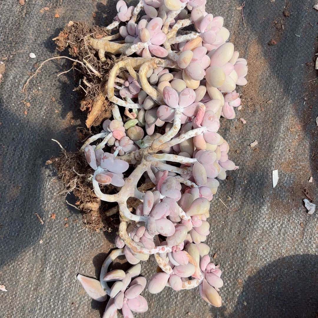 雪**开桃蛋不售后69。