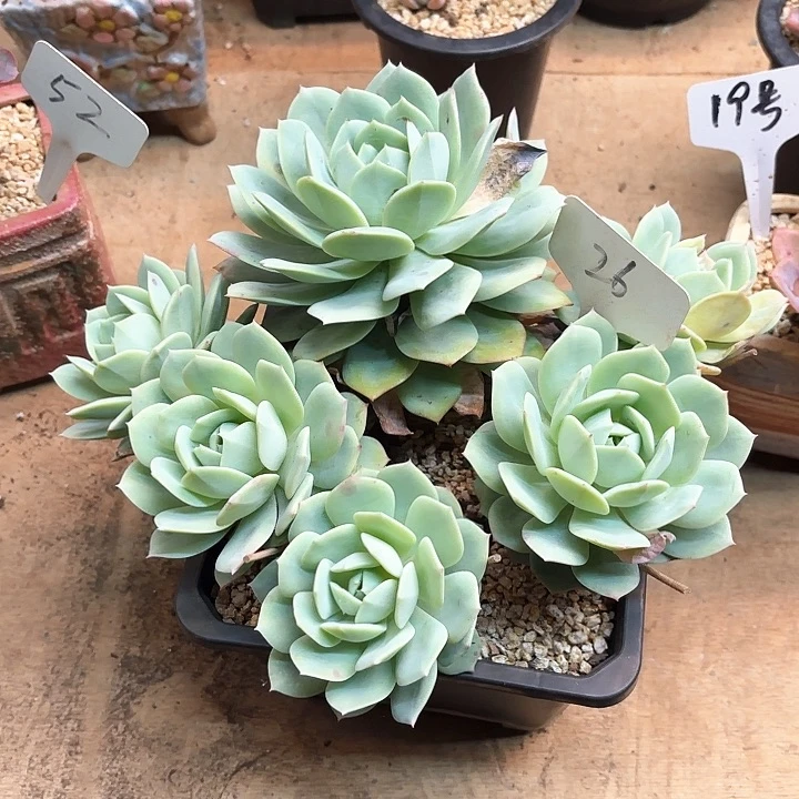 多肉植物，恋曲26号