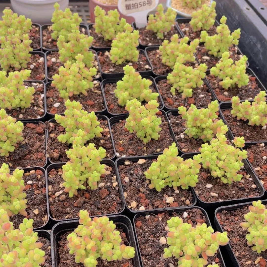 量拍58号 糖果色蜜橘枝干小树造型老桩群一个