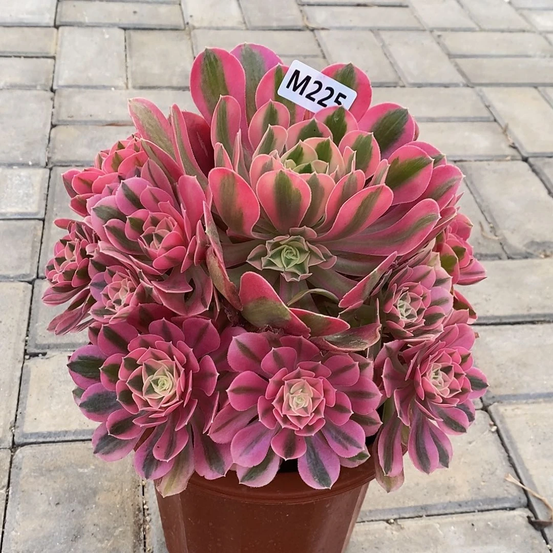 225女巫55555555555