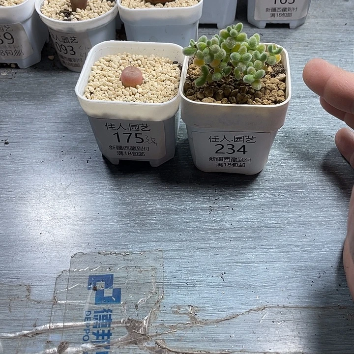 k***o家人园艺博览会金奖75 234