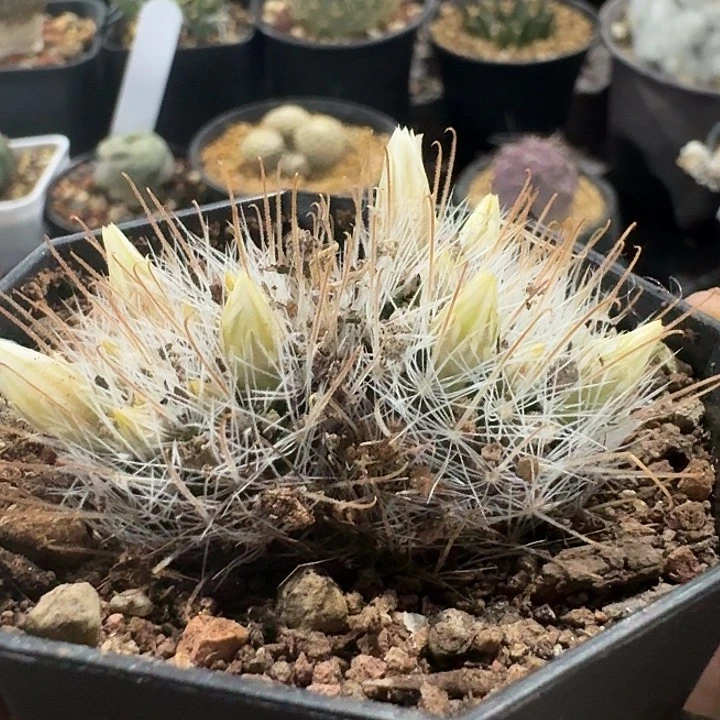 阳炎实生双头仙人球