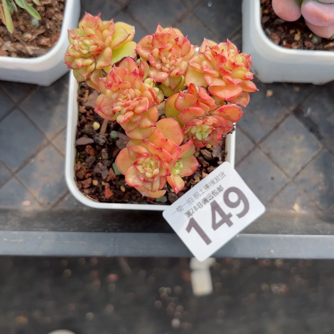 腊牡丹老桩无盆土发货