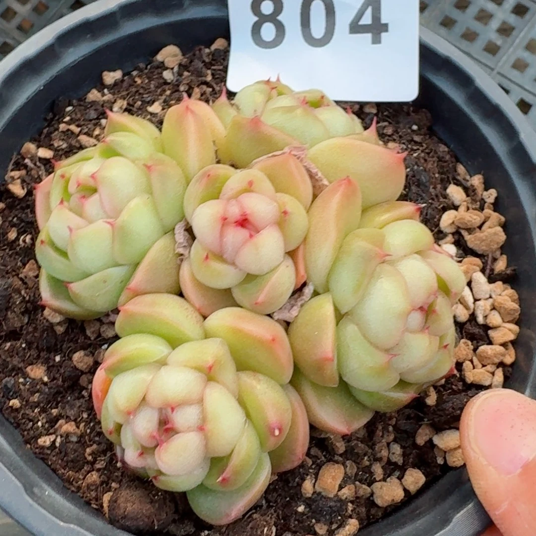 莱拉珍妮群生整装         精品多肉