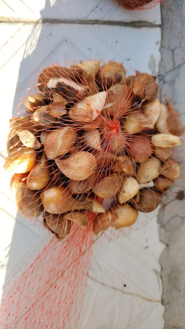 郁金香自产自然球混下霜后地栽种植小球30-40个一组
