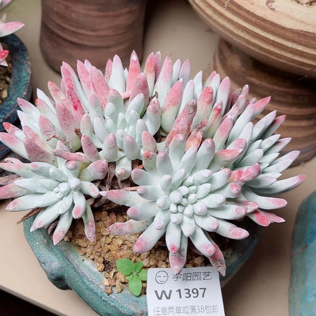 1397海瑟仙女杯多肉