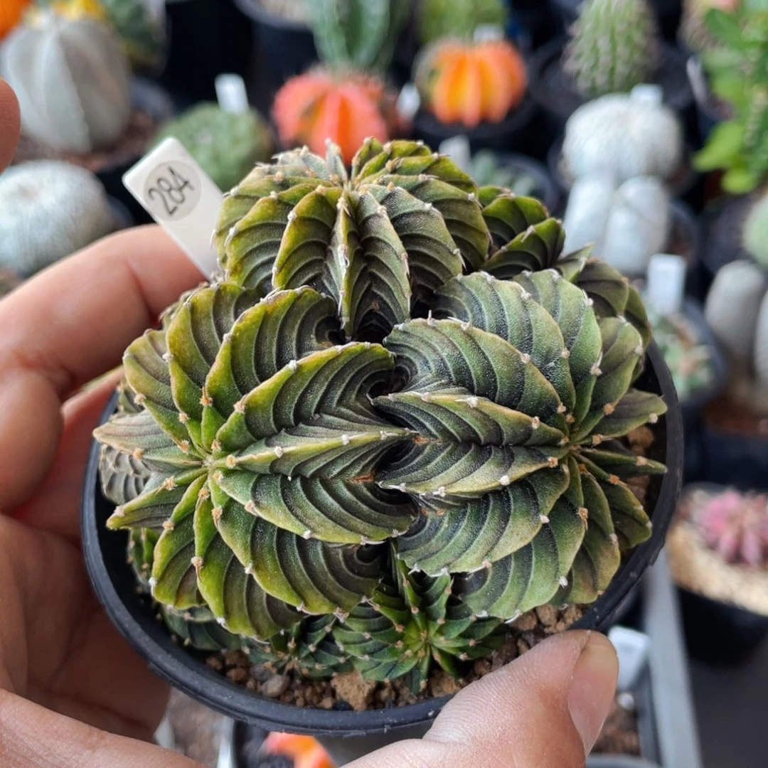 仙人球满28包邮盆口径5公分肋骨群9公分