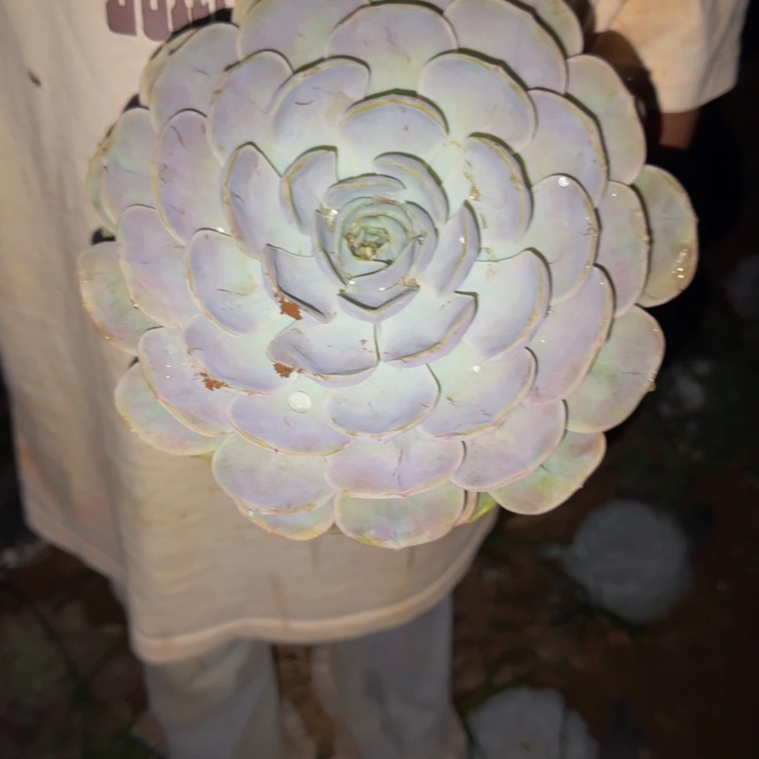 加***啡菲欧娜 一颗 不包损52号