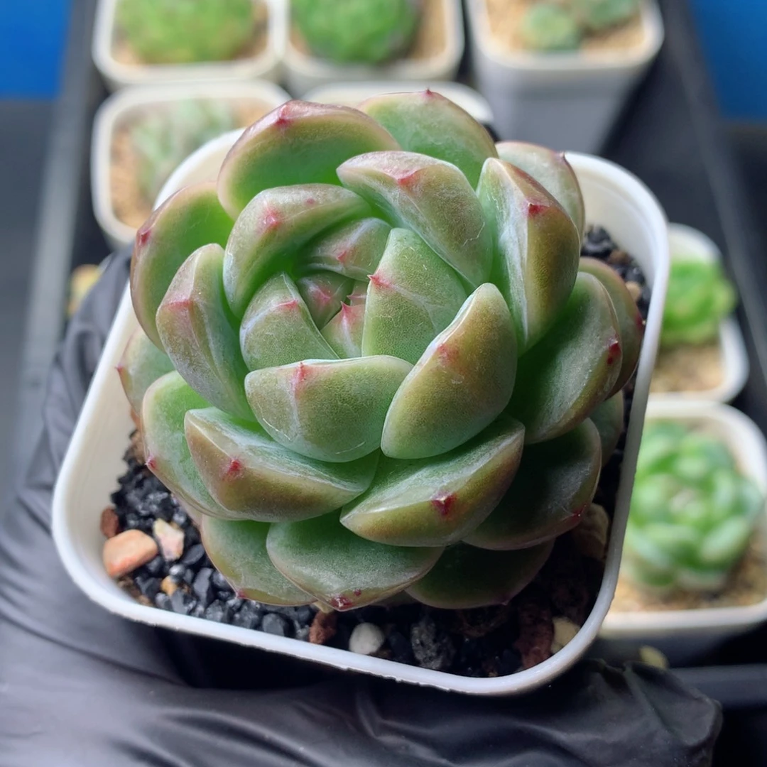 58包邮  群生不包整 82