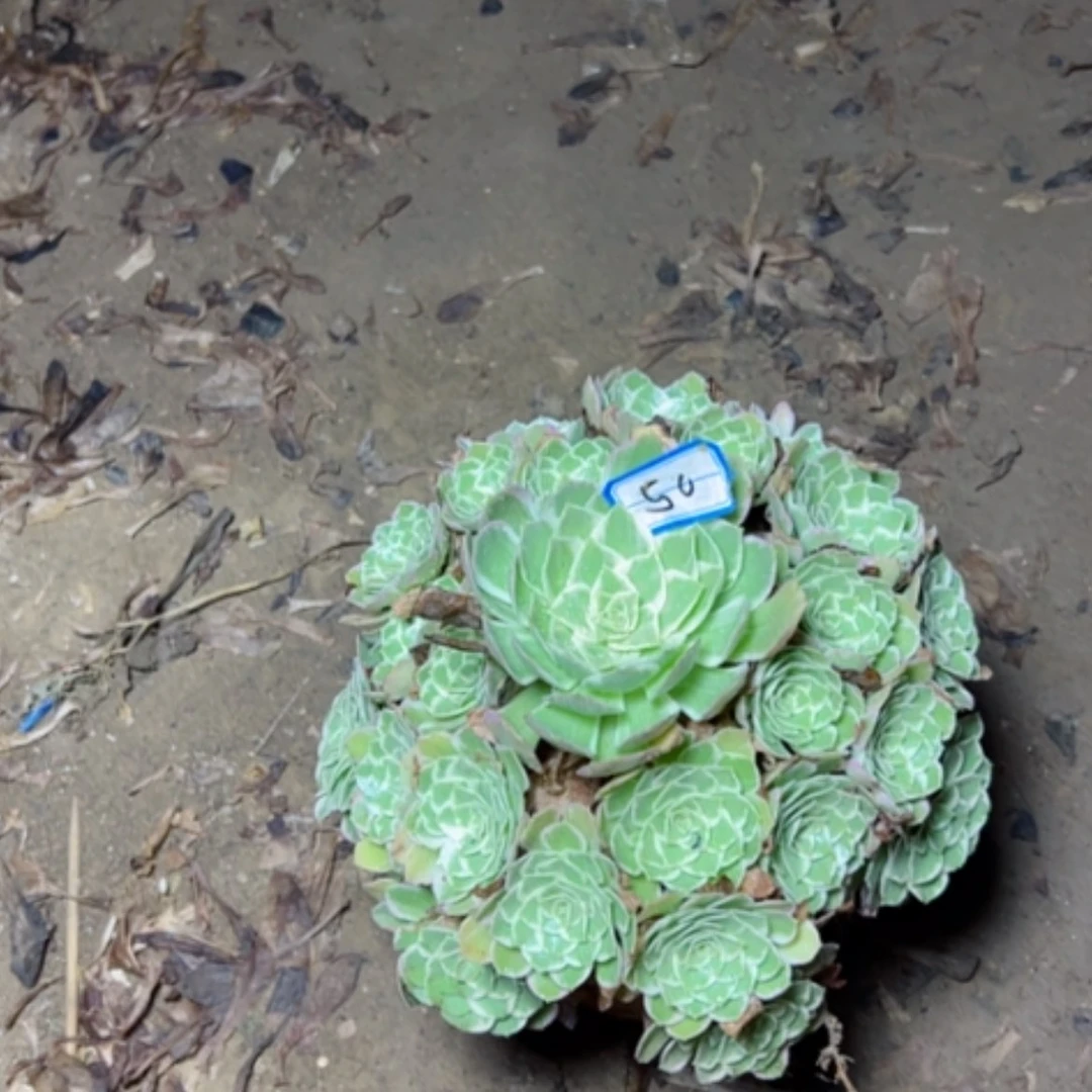 【闪购商品】水蜜桃50