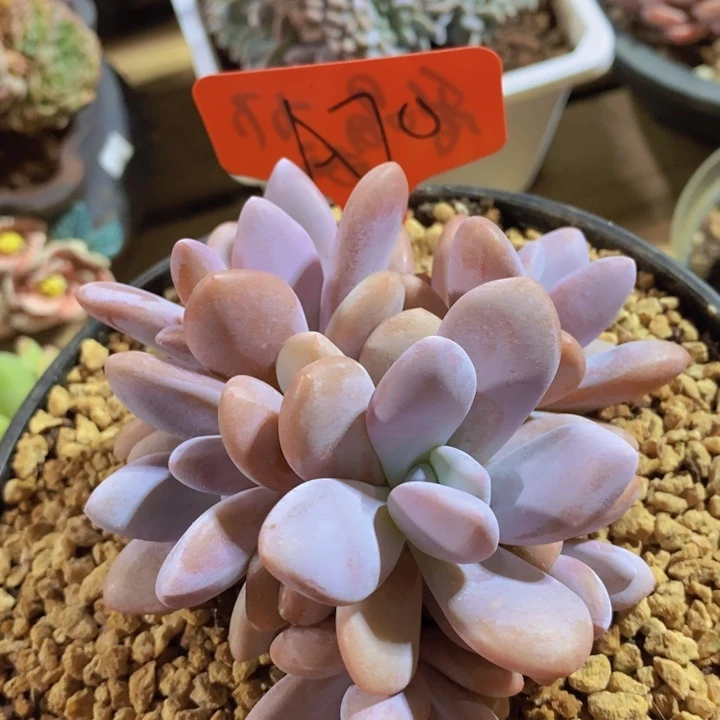 是吗不敢想呀那也