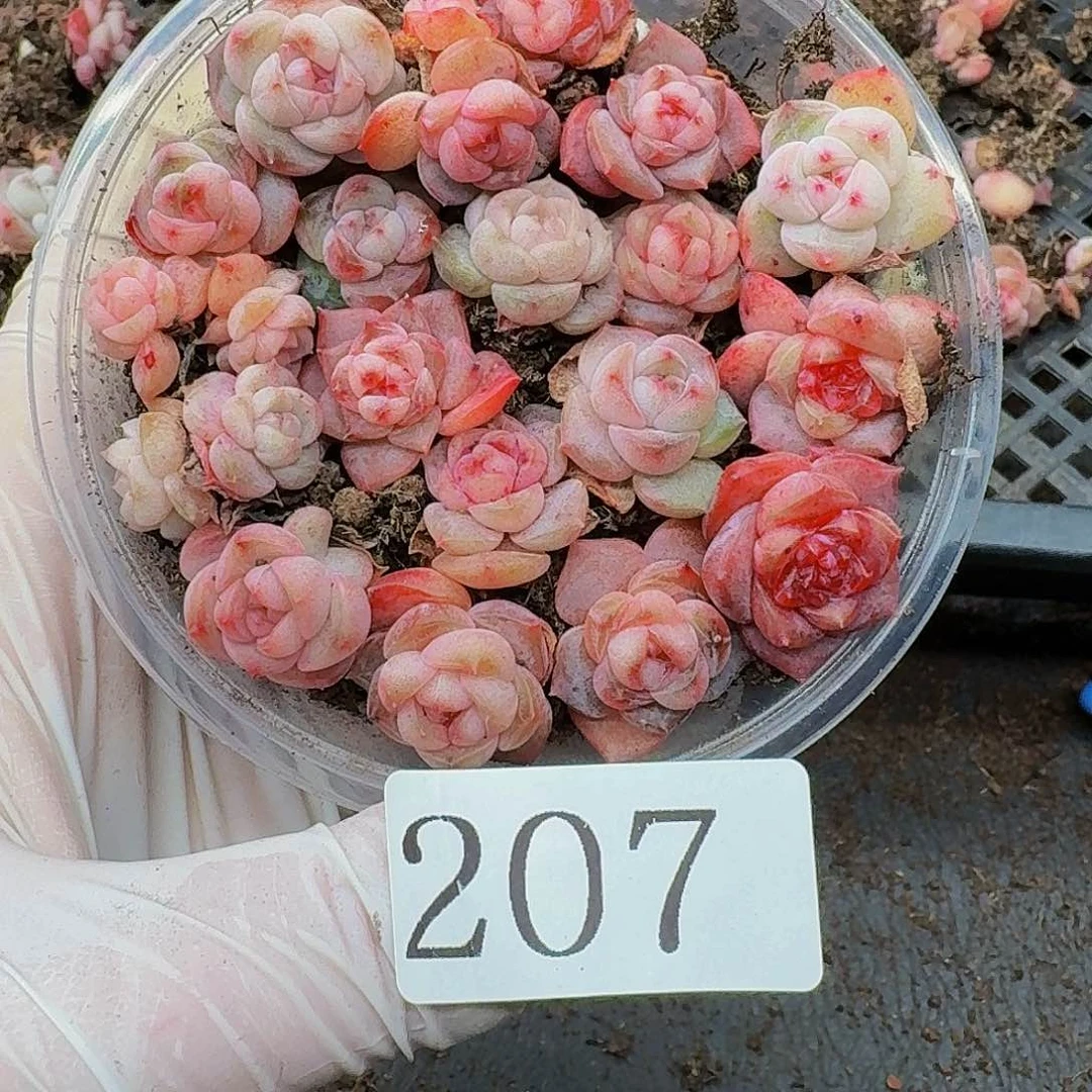 多肉植物多肉植物207