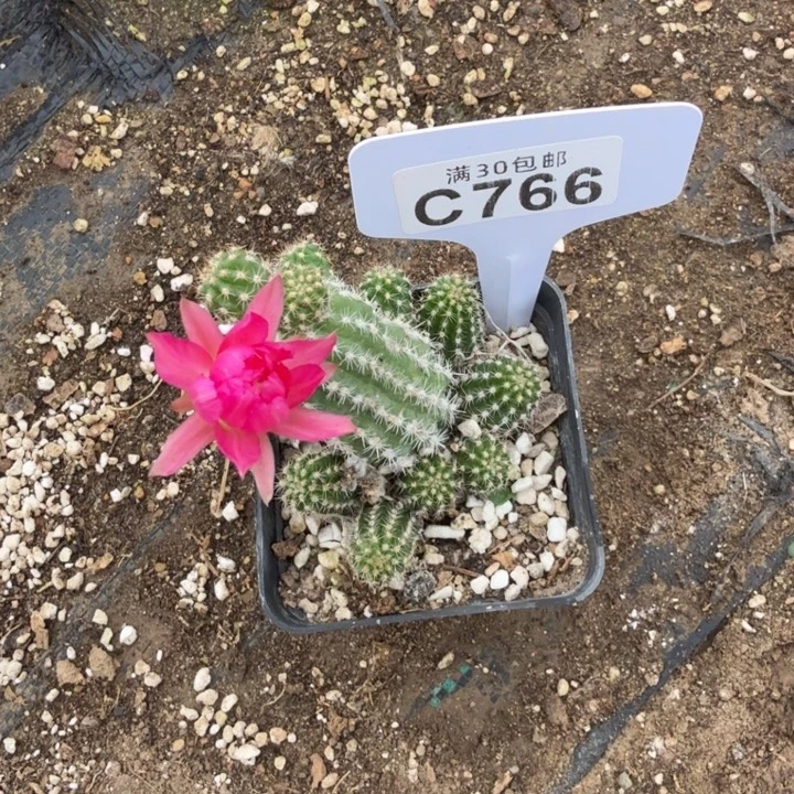 紫霞福利特价C766