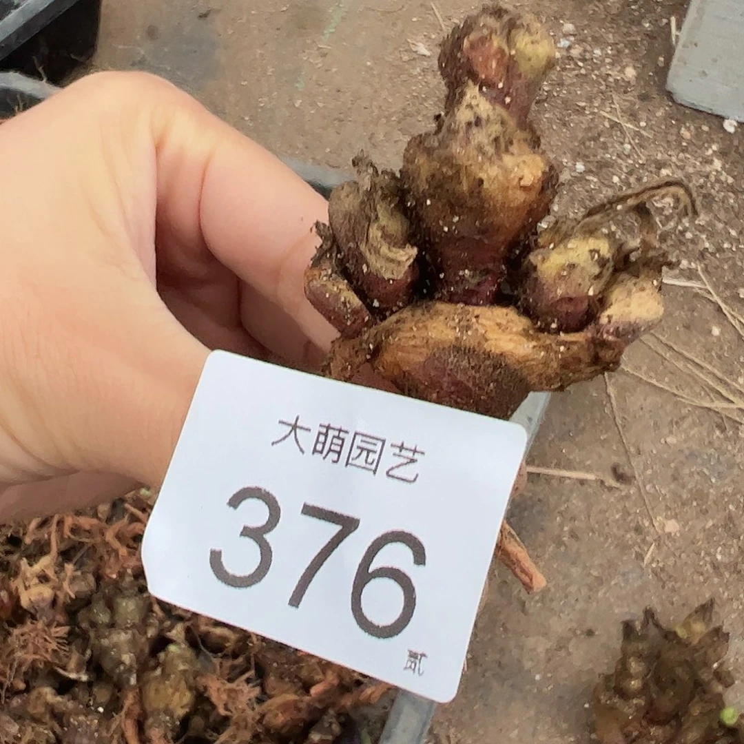 一物一拍。            376