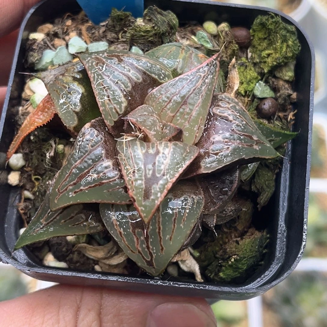 我****儿159火之鸟发发发发发发