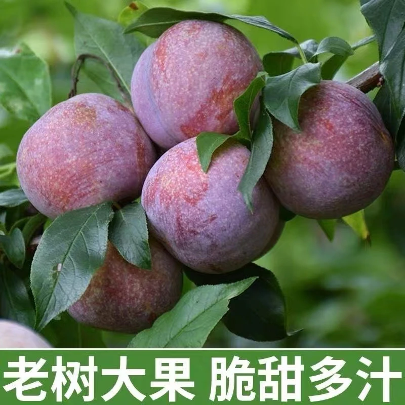 四川峨眉山高山脆红李新鲜脱骨现摘现发酸甜可口当季水果海拔一千