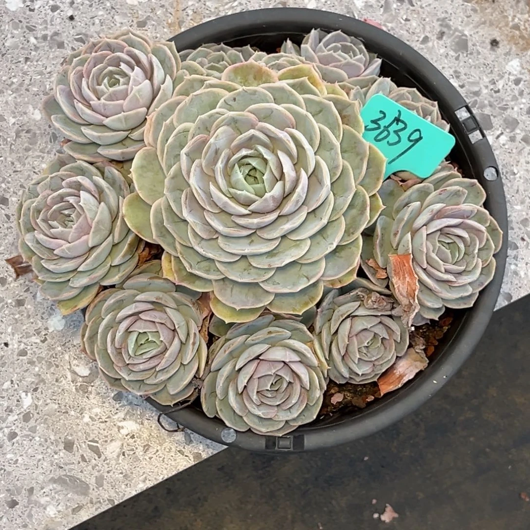 *****3639号下午景天系列群生多肉植物