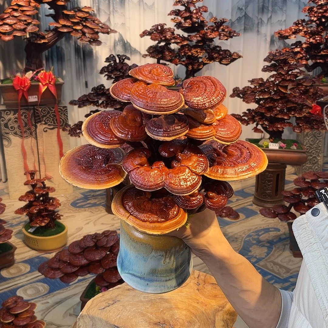 无花朵888888888888