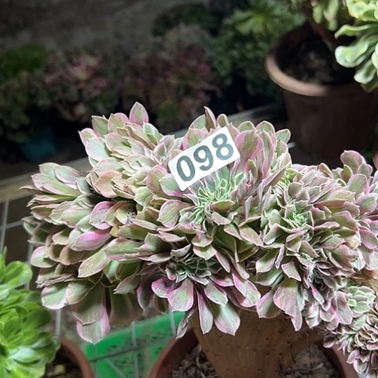 牛***多肉植物一个女巫098