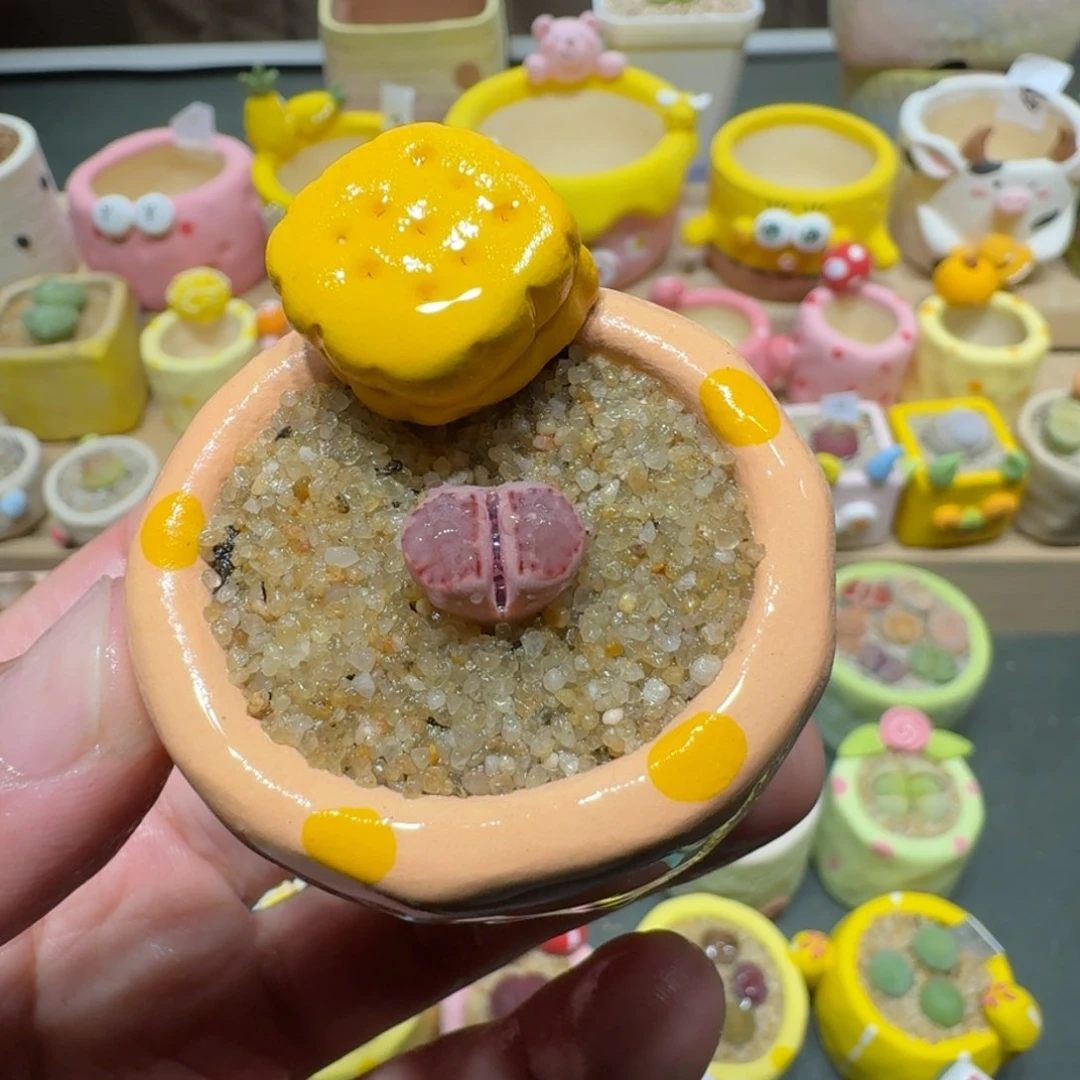 红陶蘑菇463紫饼