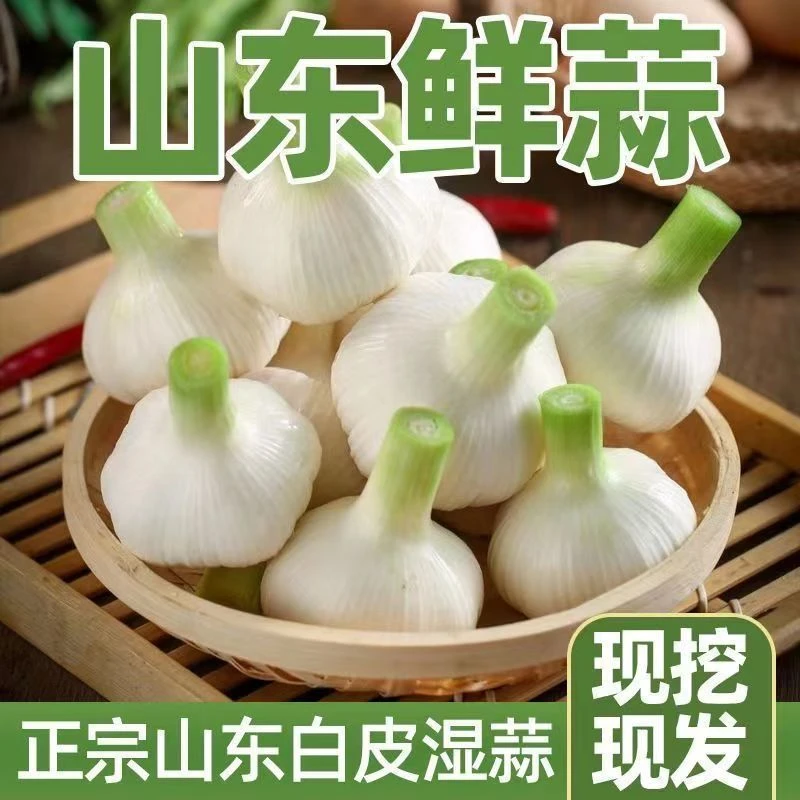 山东白皮鲜蒜嫩蒜湿蒜现挖新鲜大蒜头可腌制泡蒜现挖现发