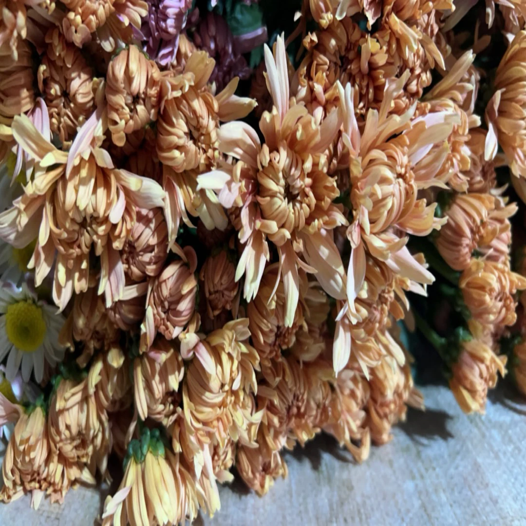 卡琳巴三文鱼小菊顺丰任意两单包邮！0℃一下拍保温棉！受冻不售后！