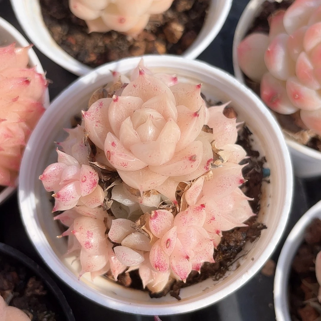 麦秆麦秆福利9127