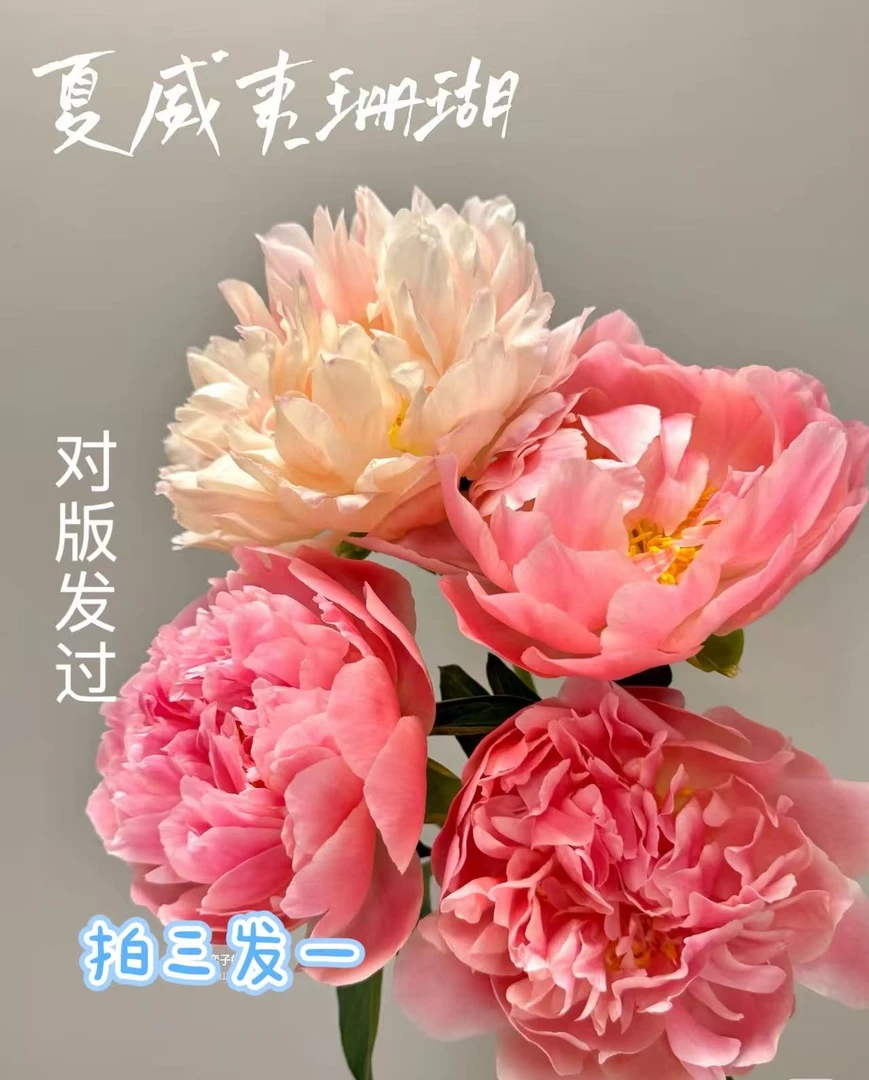 [芍药]山东菏泽重瓣观赏大花芍药浓香型