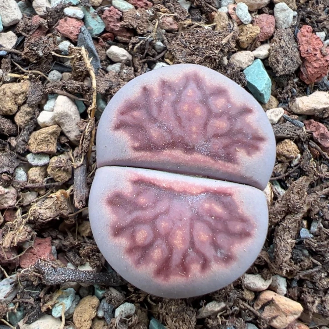 10.9好看的多肉脱土发货597