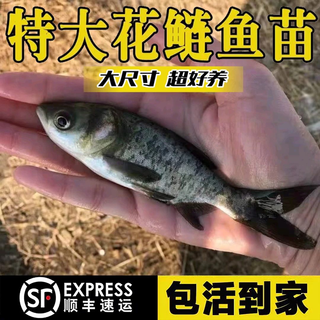 花鲢鱼淡水养殖食用活鱼胖头特大鲢鳙雄鱼冷水观赏大头鱼