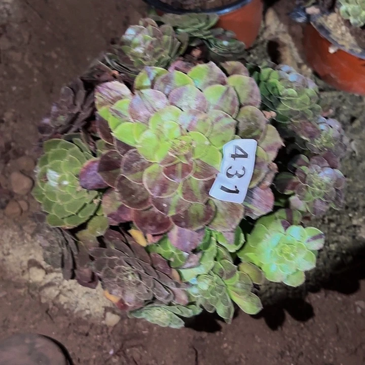 431花月夜多肉植物不售后