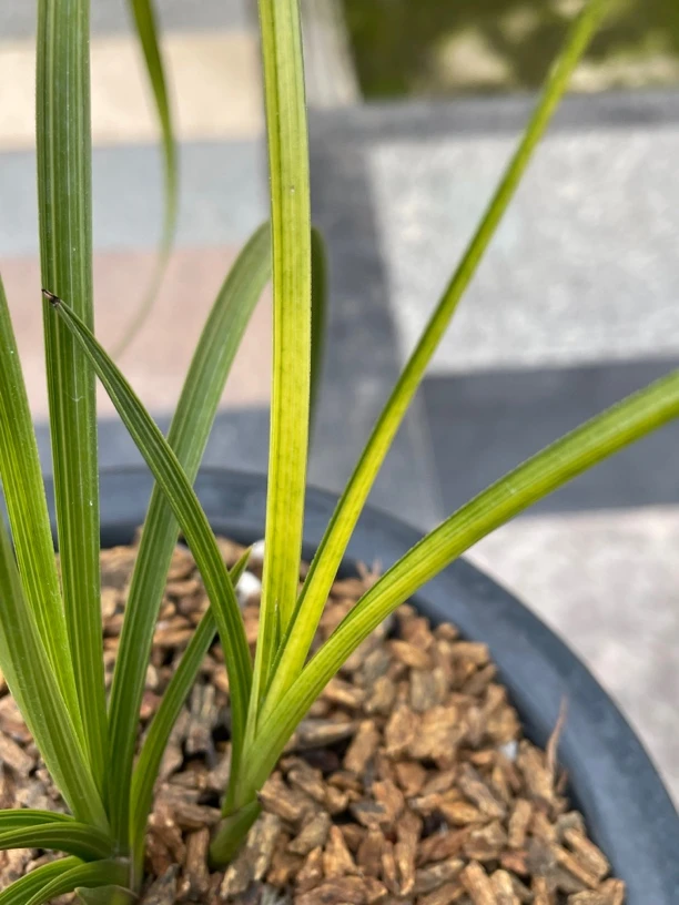 蕙兰散斑变形中透艺子母苗