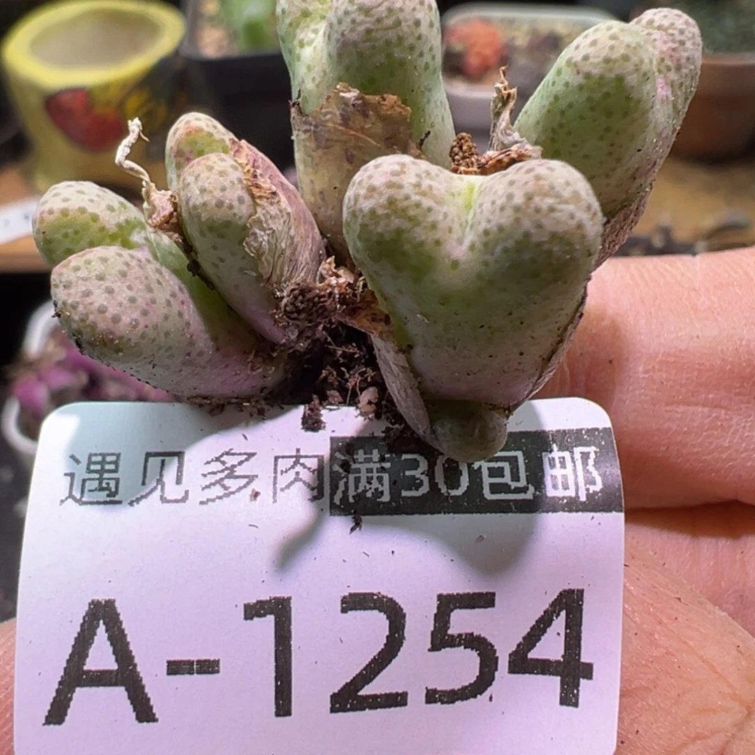 多肉植物1111111111111