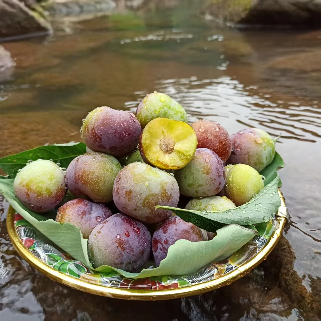 四川正宗脱骨半边红茵红李新鲜现摘多汁当季水果